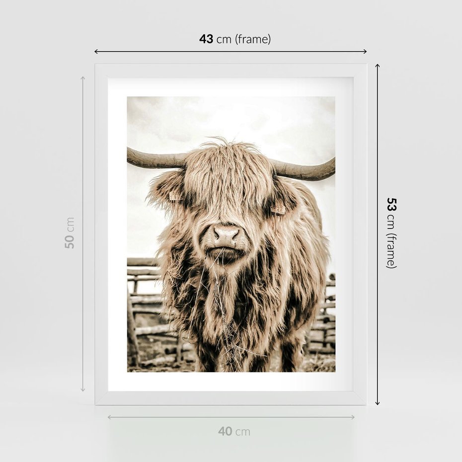 Plakat w ramie 40x50 - Klimat Wiejskiego Życia - amerykańska krowa, byk - rama biała