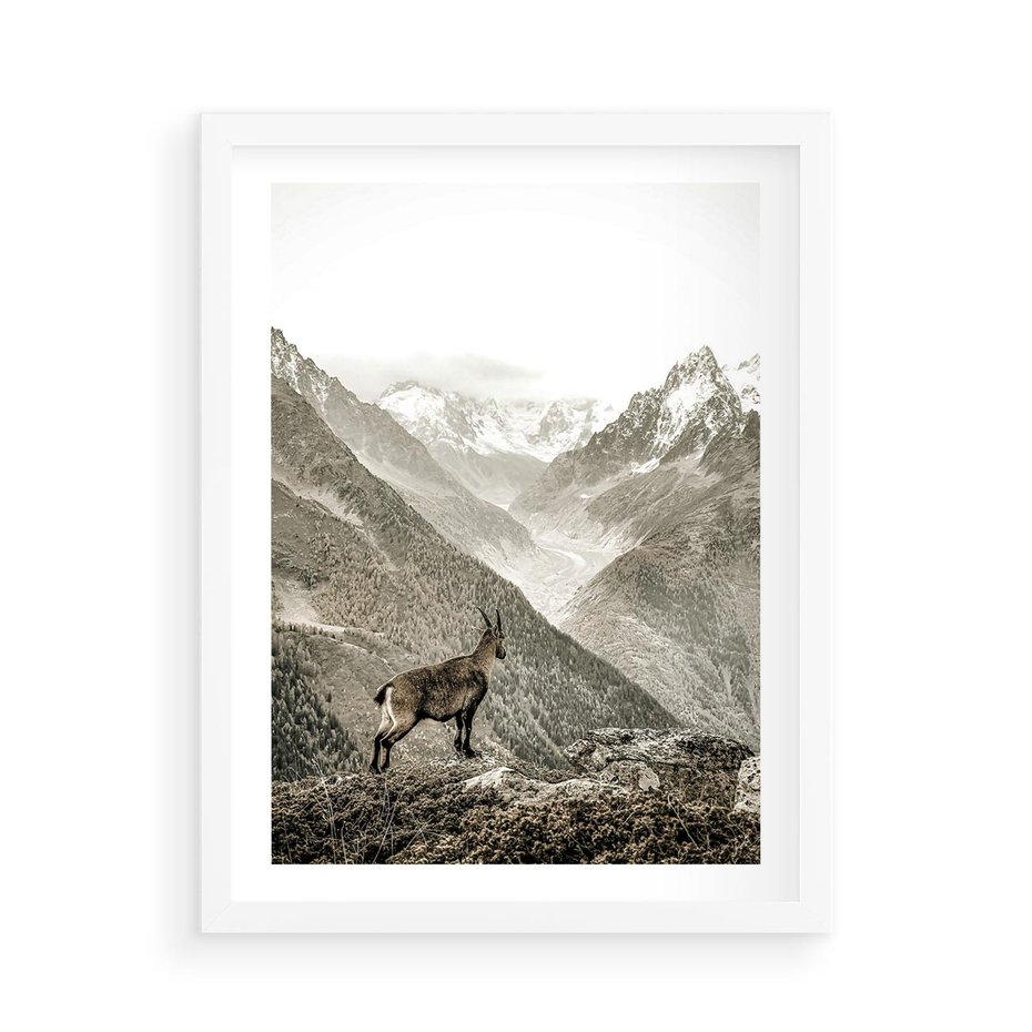 Plakat w ramie 50x70 - Dzikie Piękno: Kozica w Malowniczym Górskim Scenerii - kozica, góry - rama biała