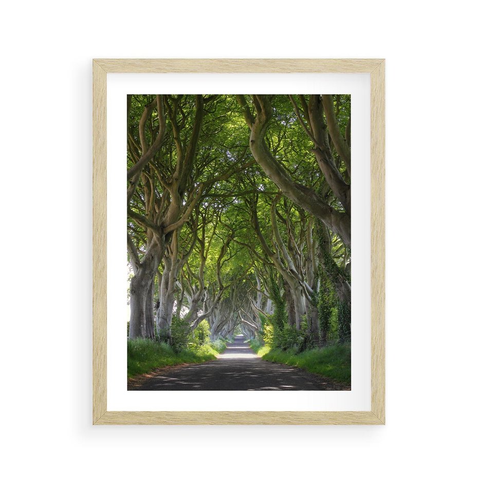 Plakat w ramie 40x50 - Magiczny Las - drzewa, las - rama drewno