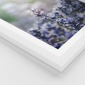 Plakat w ramie 30x40 - Delikatna Uroda Natury - wrzosy, fiolet - rama biała