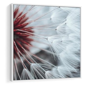 Obraz w ramie 50x50 - Makro świat dmuchawca - dmuchawiec, makro - rama biała