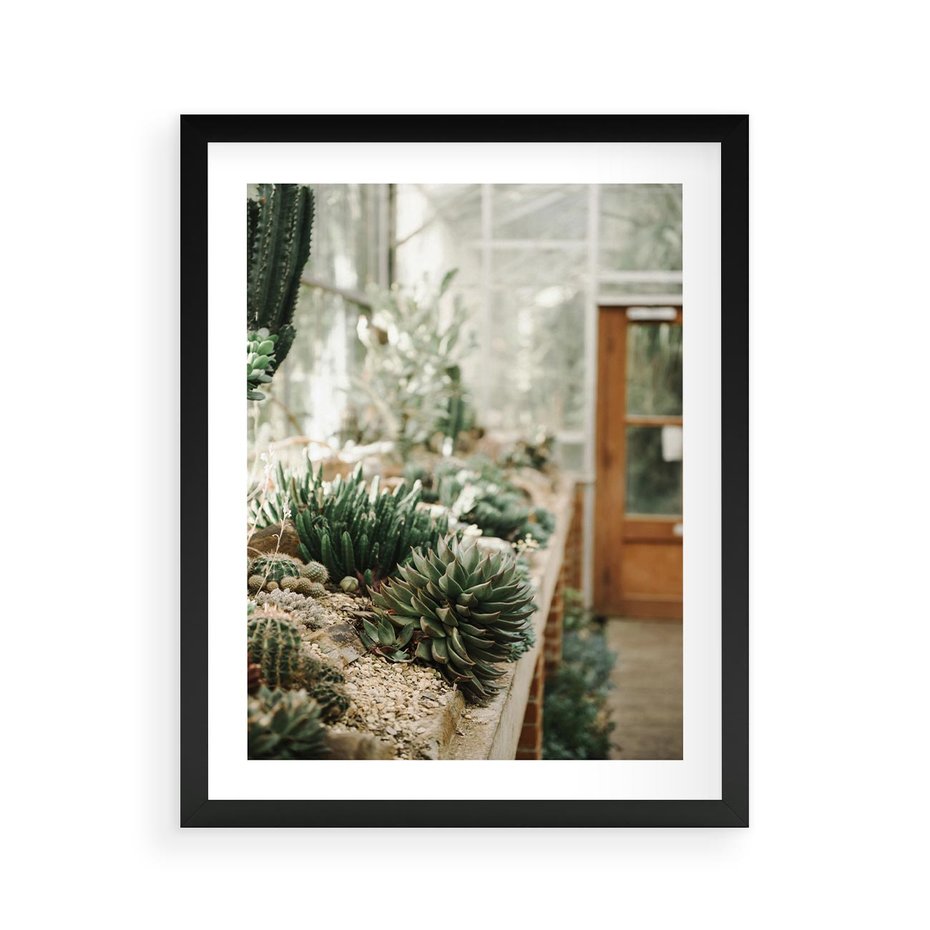 Plakat w ramie 40x50 - Sukulenty w Szklarni - sukulenty, w szklarni - rama czarna
