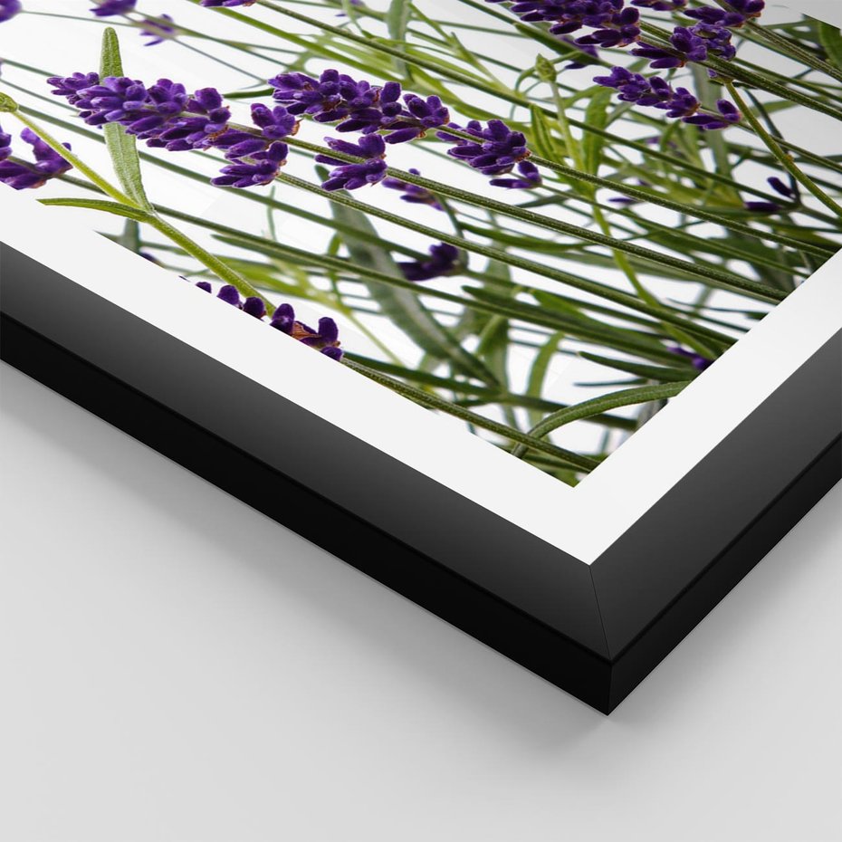 Plakat w ramie 40x50 - Fioletowa harmonia lawendy - lawenda, fiolet - rama czarna