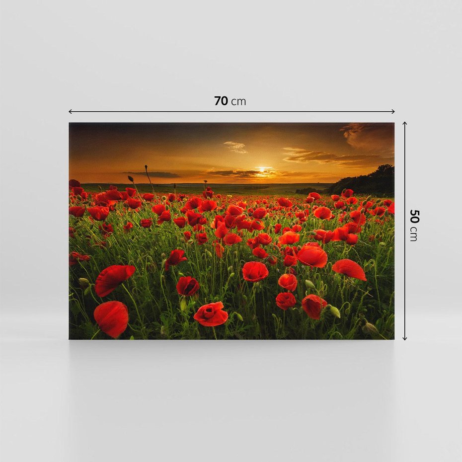 Obraz na płótnie 70x50 - Maki na łące: Przebudzenie wiosny - mak, maki