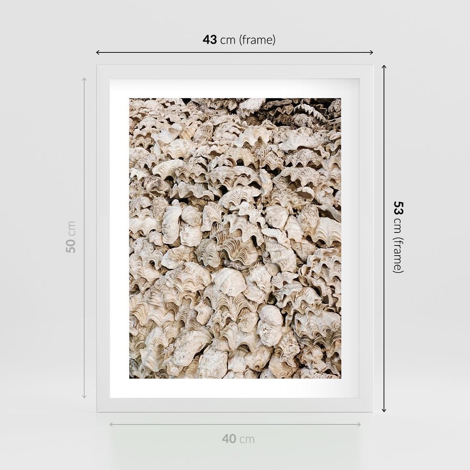 Plakat w ramie 40x50 - Symfonia Natury - kompozycja z białych muszli - rama biała