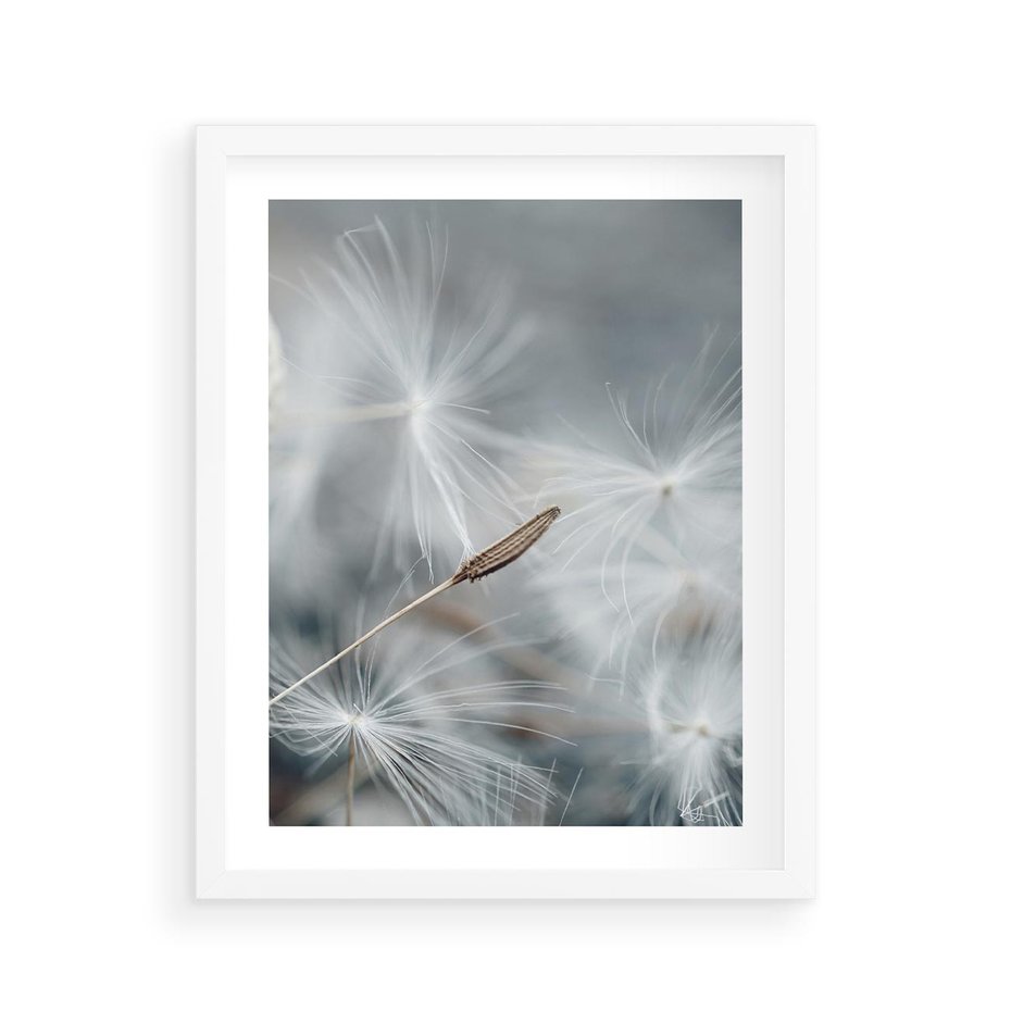 Plakat w ramie 40x50 - Piękno w Delikatności - dmuchawiec, makro zdjęcie - rama biała