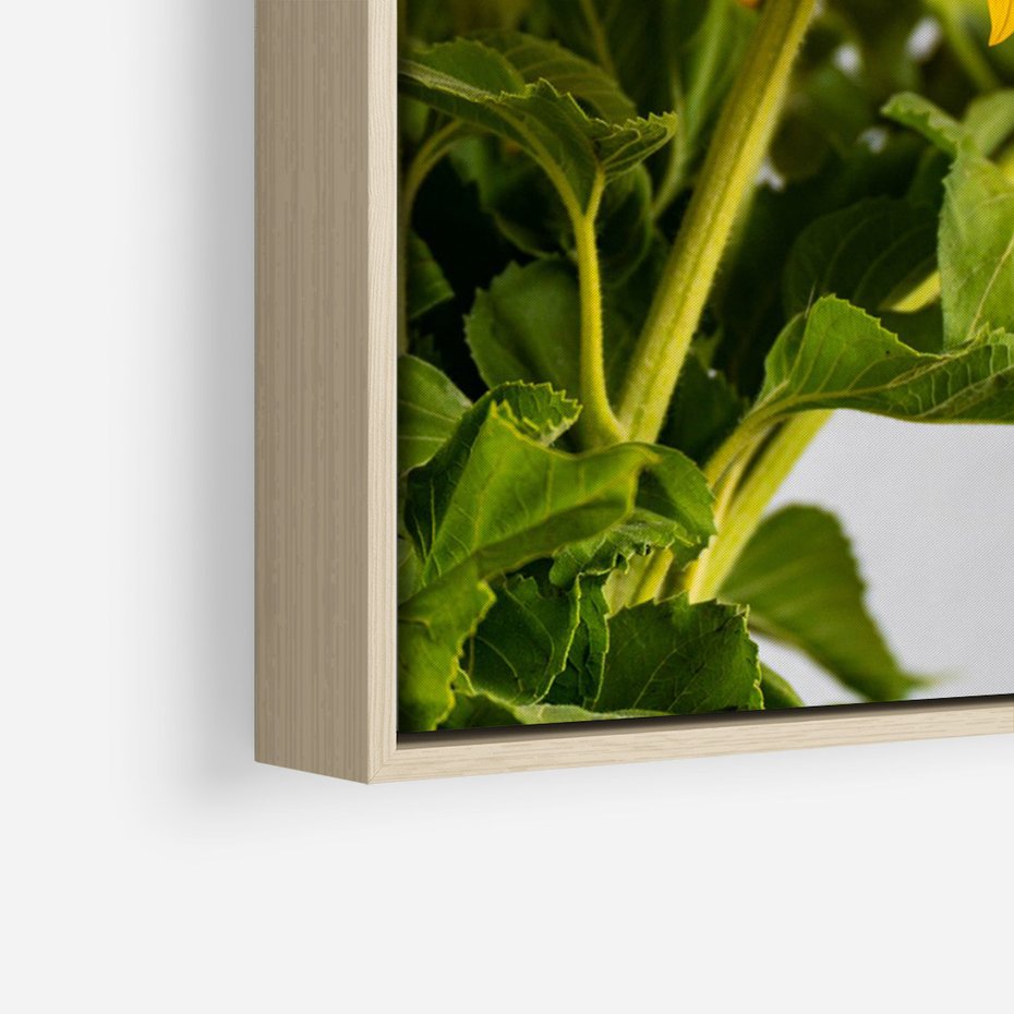 Obraz w ramie 50x70 - Słoneczna Radość - fotografia, żółte słoneczniki - rama drewno