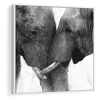 Obraz w ramie 50x50 - Spotkanie Mądrości - fotografia czarno biała, dwa słonie - rama biała