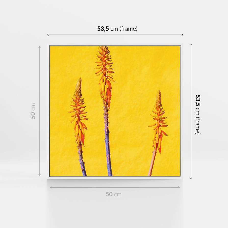 Obraz w ramie 50x50 - Radość Natury - kolor, kwiaty - rama biała