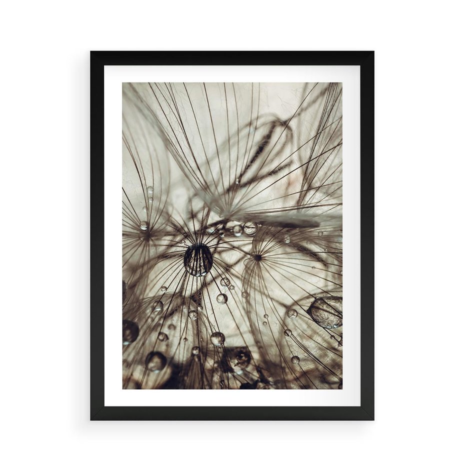 Plakat w ramie 50x70 - Lekkie dmuchawce - dmuchawce, krople - rama czarna
