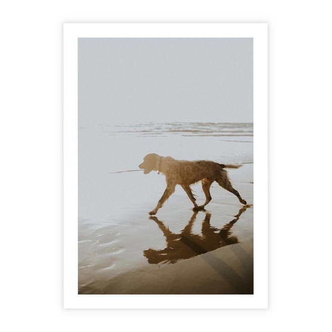 Plakat bez ramy 21x30 - Przyjaciel na Plaży - pies, na plaży