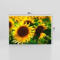 Obraz na płótnie 100x70 - Słonecznikowa Energia - słonecznik, kwiat