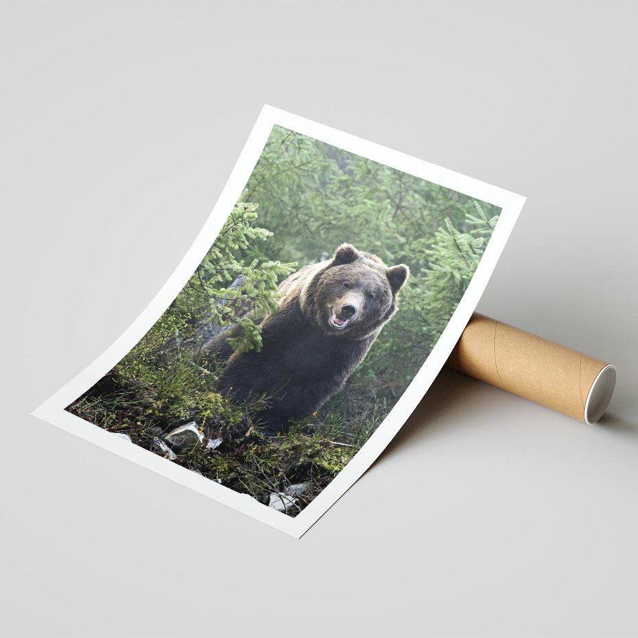 Plakat bez ramy 21x30 - Spotkanie z Niedźwiedziem w Lesie - niedźwiedź, las