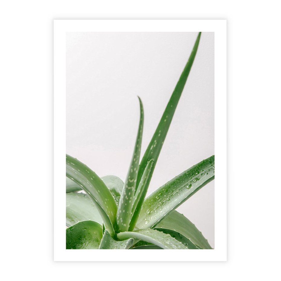 Plakat bez ramy 21x30 - Zielone Piękno - aloes, liście