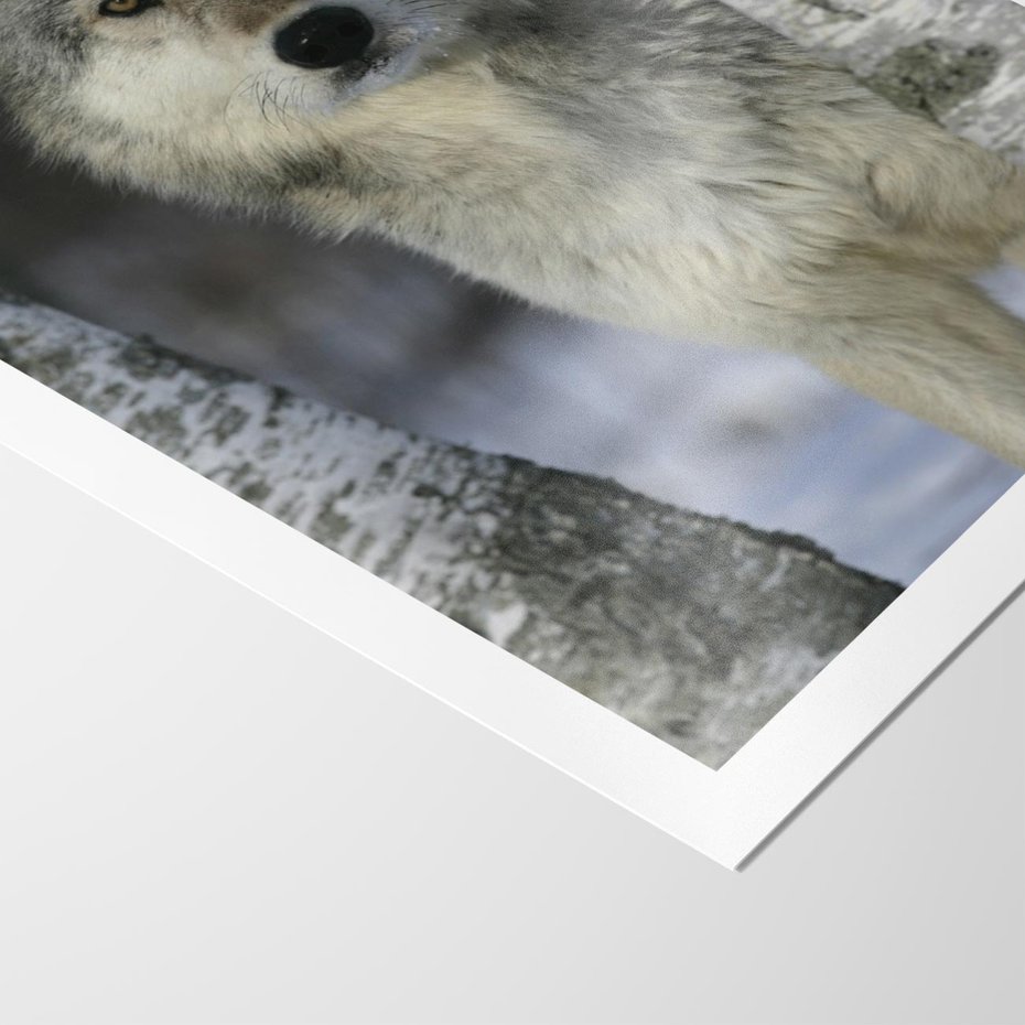 Plakat bez ramy 50x70 - Wilk w Zimowym Lesie - wilk, las