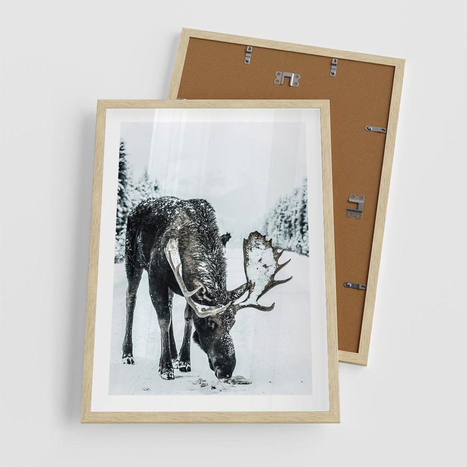 Plakat w ramie 50x70 - Zimowy Portret Łosia - łoś w zimowej scenerii - rama drewno