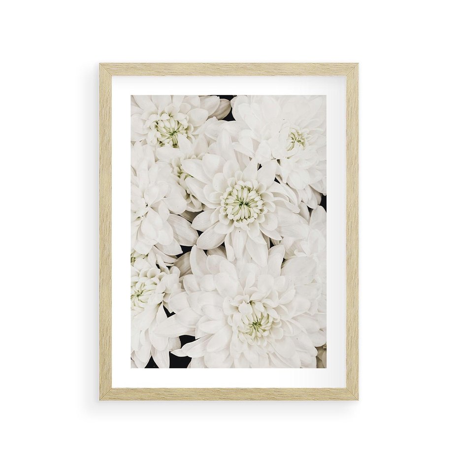 Plakat w ramie 30x40 - Białe Kwiaty: Płatki Delikatności - białe kwiaty, zbliżenie - rama drewno