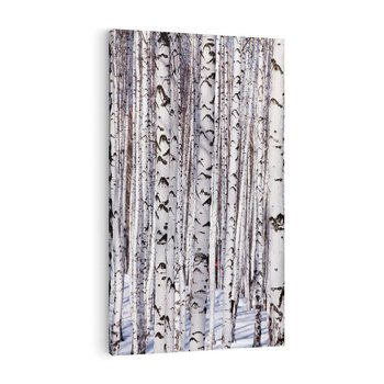 Obraz na płótnie 80x120 - Lśniące Brzozy - brzozy, las