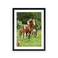 Plakat w ramie 30x40 - Galopujące konie - konie, galop - rama czarna