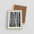 Plakat w ramie 30x40 - Kontrast Monochromatyczny - brzozy, czarno - rama drewno