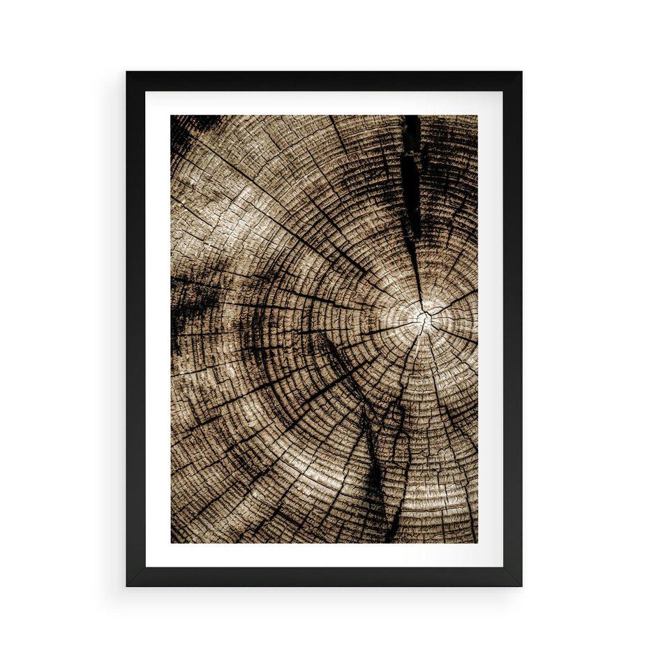 Plakat w ramie 50x70 - Natura Pod Lupą - pień drzewa, przekrój - rama czarna