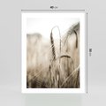 Plakat bez ramy 40x50 - Kłosy Pszenicy w Sepii - zboże, kłos pszenicy