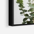 Obraz w ramie 50x70 - Żywa eukaliptusowa zieleń - eukaliptus, zielone - rama czarna