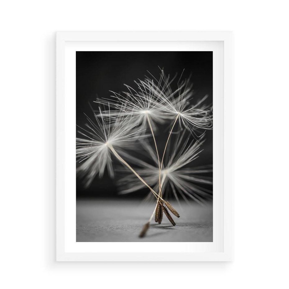 Plakat w ramie 50x70 - Delikatność dmuchawców zbliżenie - dmuchawce, zbliżenie - rama biała