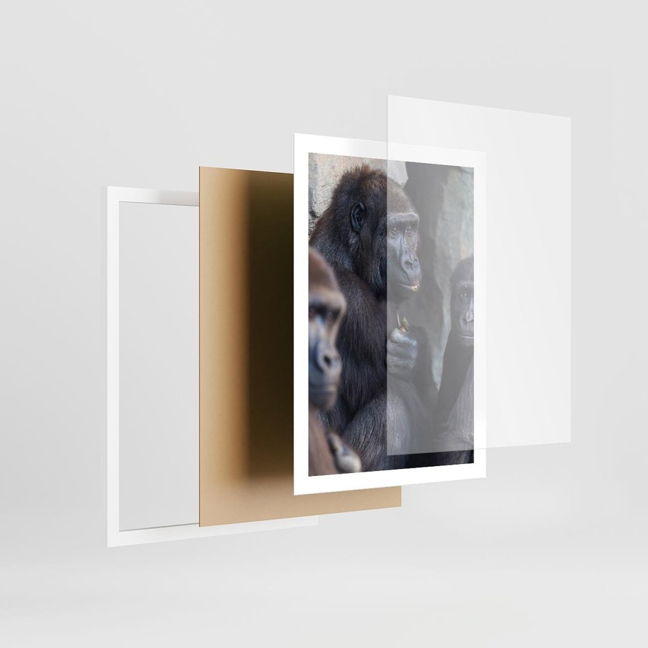 Plakat w ramie 50x70 - Małpy w ich naturalnym środowisku - małpy, szympansy - rama biała