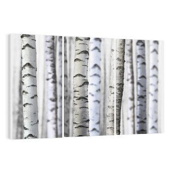Obraz na płótnie 120x80 - Delikatność brzóz - brzozy, las