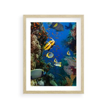 Plakat w ramie 30x40 - Podwodne królestwo rafy koralowej - rafa, koralowa - rama drewno