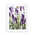 Plakat w ramie 50x70 - Fioletowa harmonia lawendy - lawenda, fiolet - rama biała