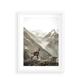 Plakat w ramie 40x50 - Dzikie Piękno: Kozica w Malowniczym Górskim Scenerii - kozica, góry - rama biała