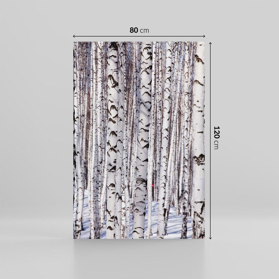 Obraz na płótnie 80x120 - Lśniące Brzozy - brzozy, las