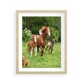Plakat w ramie 40x50 - Galopujące konie - konie, galop - rama drewno