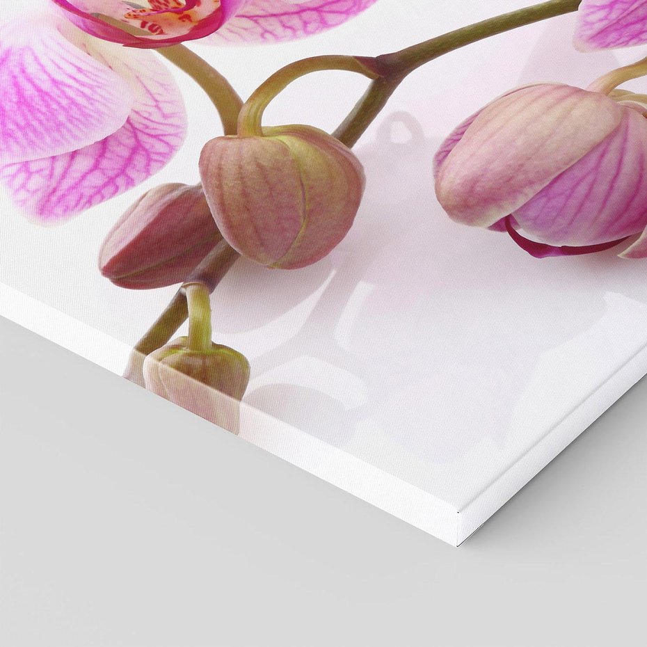 Obraz na płótnie 30x30 - Elegancka orchidea w pełnym rozkwicie - orchidea, kwiat