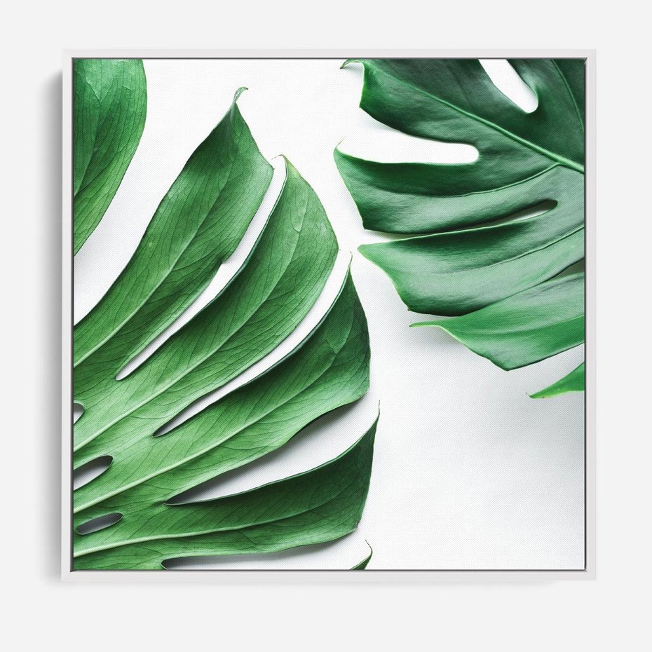 Obraz w ramie 80x80 - Monstera - Liście Kwiaty - monstera, liście - rama biała