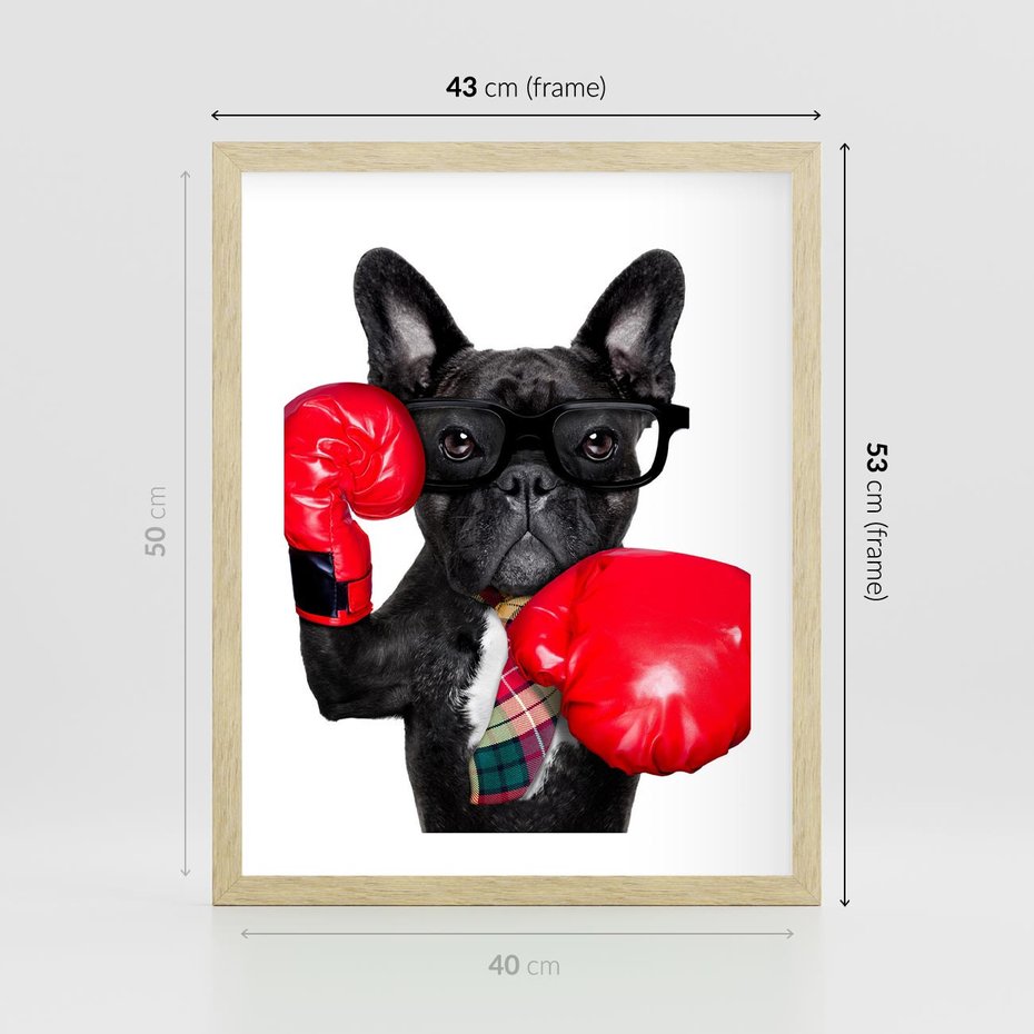 Plakat w ramie 40x50 - Boksujący mops - pies - boks, mops - rama drewno