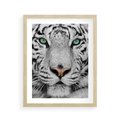 Plakat w ramie 40x50 - Magia Białego Tygrysa - biały, tygrys - rama drewno