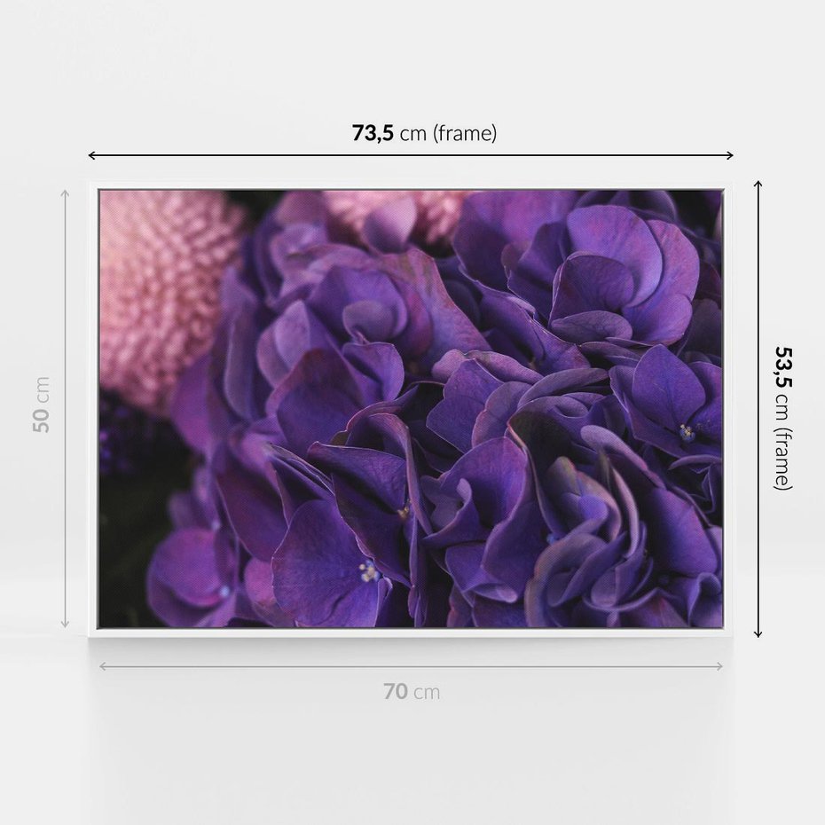 Obraz w ramie 70x50 - Fioletowa hortensja - kwiaty, hortensja - rama biała