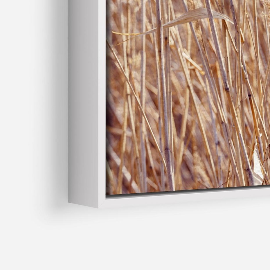 Obraz w ramie 50x50 - Mistrzowskie suche trawy - suche, trawy - rama biała