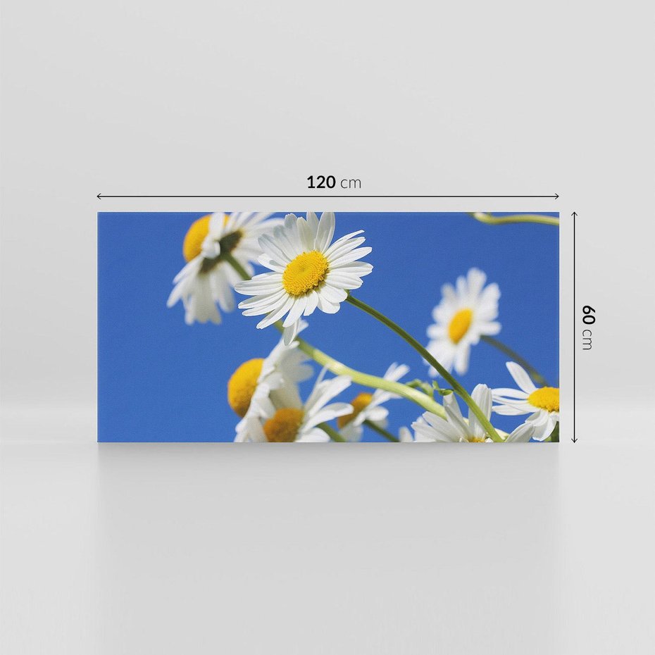 Obraz na płótnie 120x60 - Stokrotkowe pola - stokrotki, kwiaty