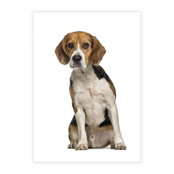 Plakat bez ramy 30x40 - Wierność i radość - pies, piesek