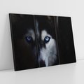 Obraz na płótnie 120x80 - Wilk i husky: siła przyjaźni - wilk, husky