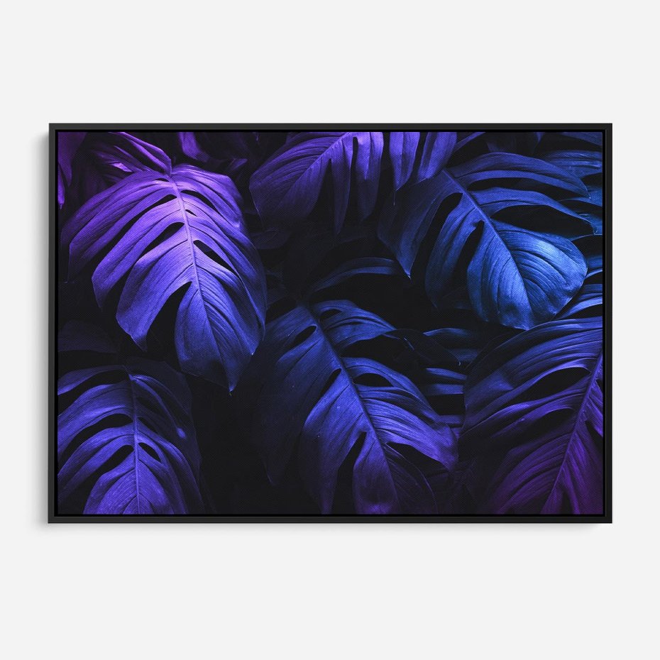Obraz w ramie 100x70 - Mroczna Magia Dżungli - mroczna grafika, fioletowe liście monstery na czarnym tle - rama czarna