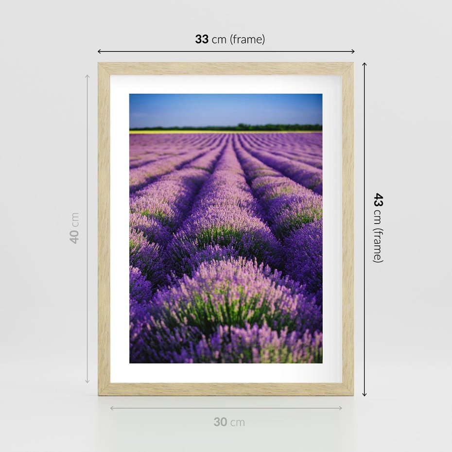 Plakat w ramie 30x40 - Malownicze Pole Lawendy - lawenda, pole - rama drewno