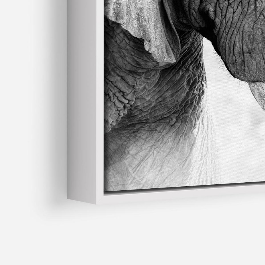 Obraz w ramie 100x70 - Spotkanie Mądrości - fotografia czarno biała, dwa słonie - rama biała