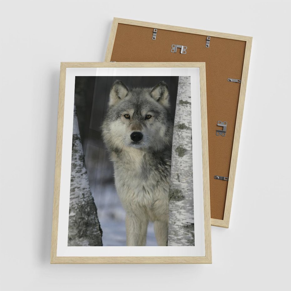 Plakat w ramie 50x70 - Wilk w Zimowym Lesie - wilk, las - rama drewno