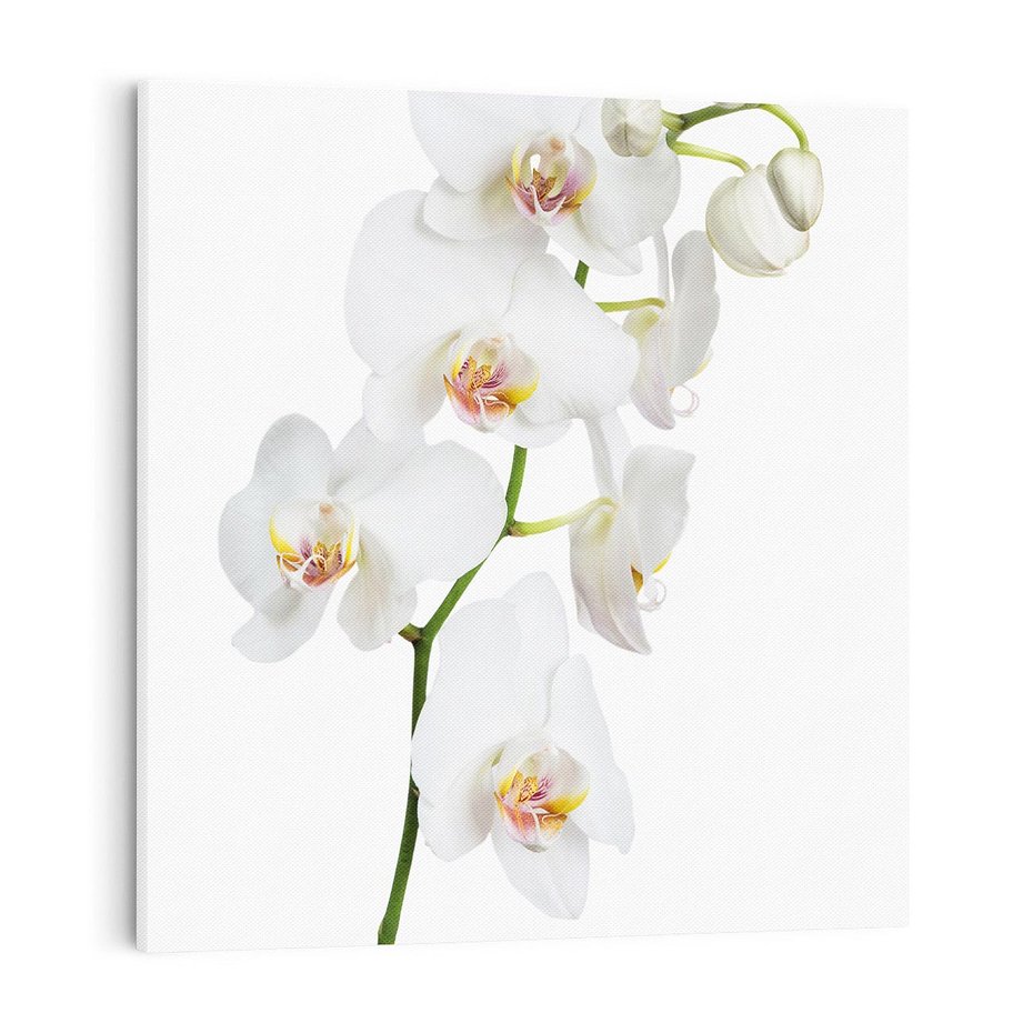 Obraz na płótnie 70x70 - Ekskluzywny Relaks - storczyk, spa