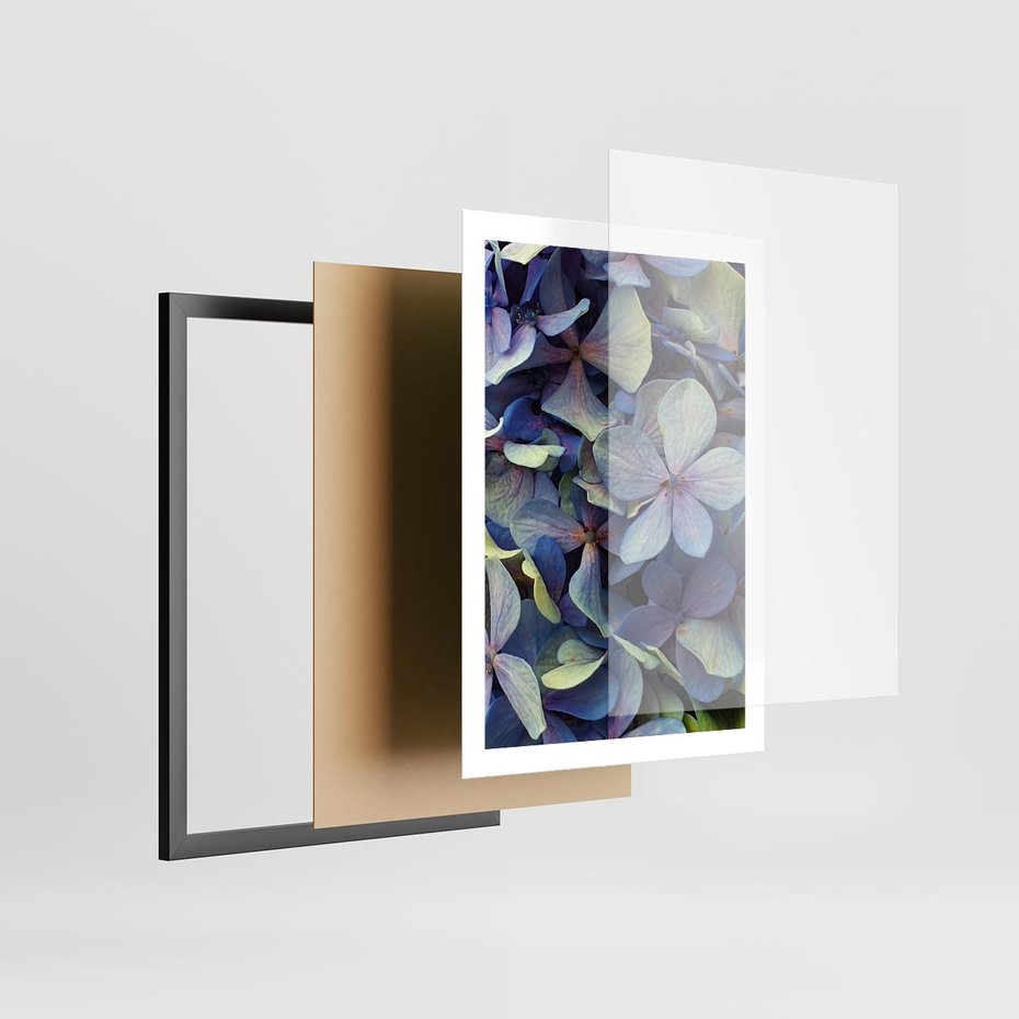 Plakat w ramie 50x70 - Hortensja - delikatność kwiatów - hortensja, kwiaty - rama czarna